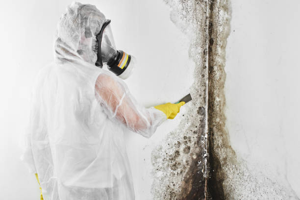 Mold Testing and Removal in Parlier, CA