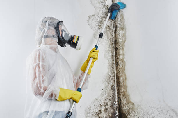 Best Mold Removal Specialists  in Parlier, CA