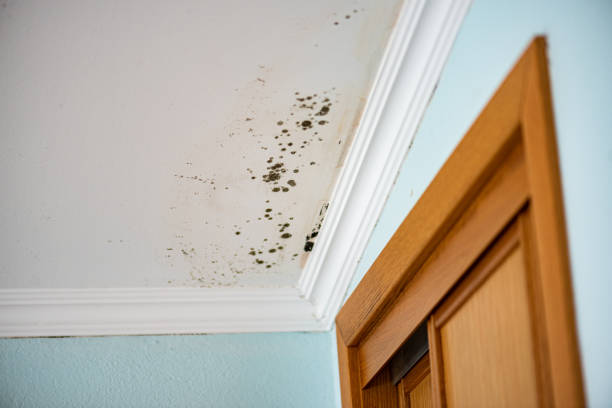 Best Home Mold Removal  in Parlier, CA