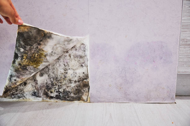 Best Local Mold Removal Service  in Parlier, CA